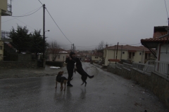 Mortis the dog and his friend welcomes visitors! Vlasti, Greece