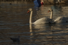 Kastoria lake, winter. North Greece.